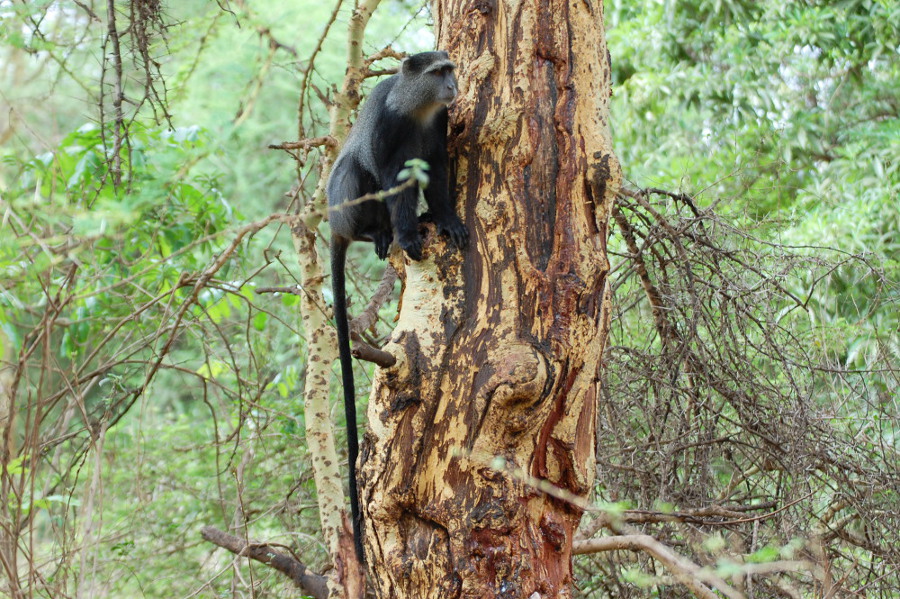 Tanzania -Scimmia blu:  Cercopithecus albogularis